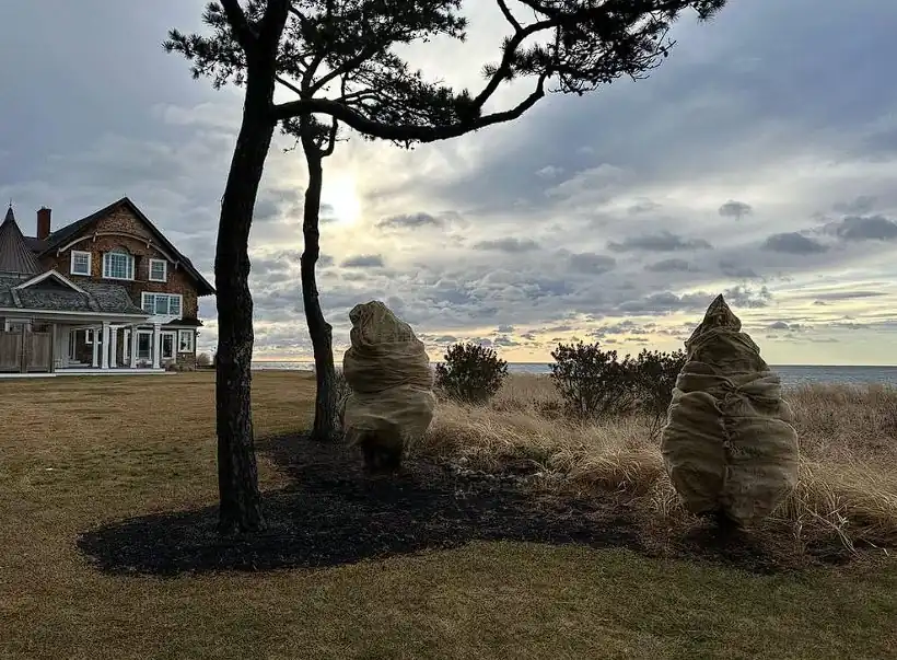 Shingled coastal Maine home with sculpted evergreen topiary landscaping